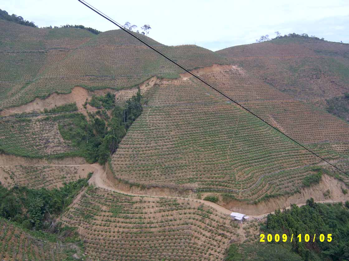 高山香蕉滴灌